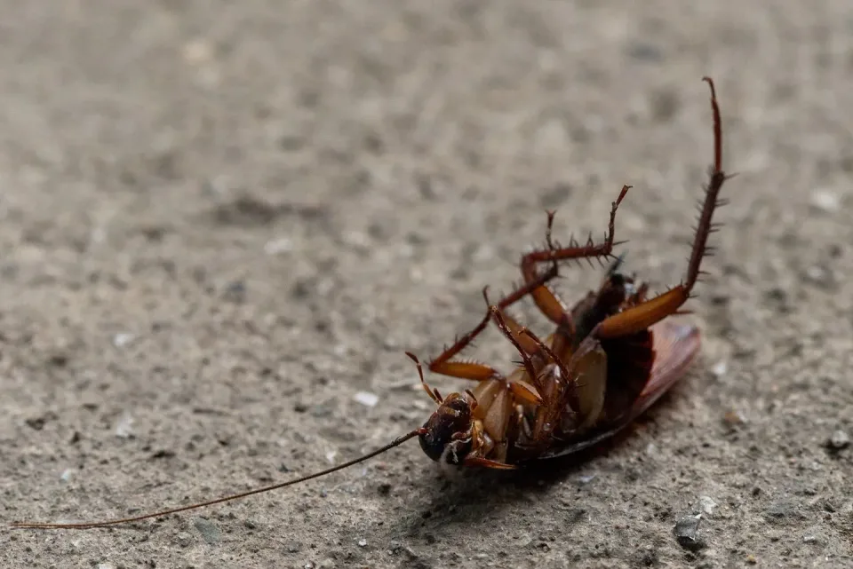 Cockroach — Pest Control — Cockroach, Insect, Legs, Pest Control, Pest Control
