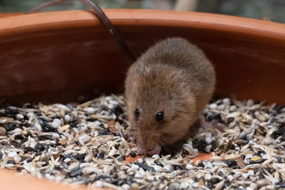 Harvest Mouse — Pest Control — Harvest Mouse, Terracotta Pot, Bird Seed Mix, Pest Control, Pest Control